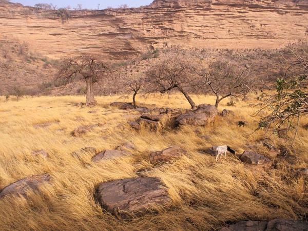 Diagonaal | Magisch Mali