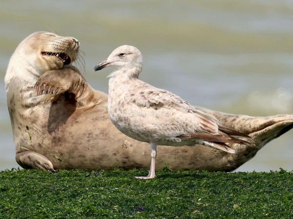 Luistervinken ‘Zeehonden op het strand’ met Vereniging NorthSealTeam