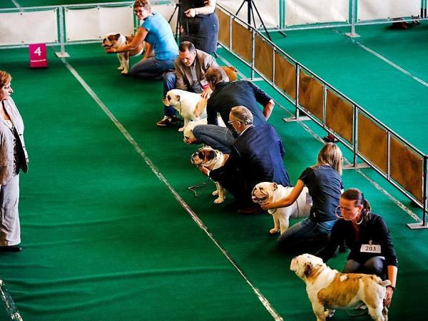 Kampen bouwen + honden show