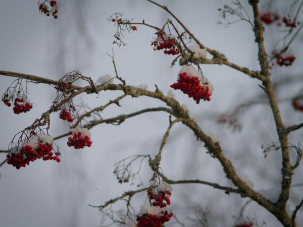 Werkmoment Voedselbos Oostende