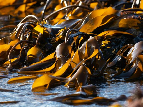 Wieren en andere strandvondsten