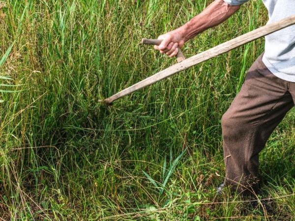 Werknamiddag Voedselbos