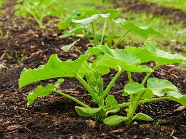 Werkmoment Voedselbos Oostende