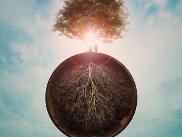 Eat More Trees | Filmfestival Oostende 2026